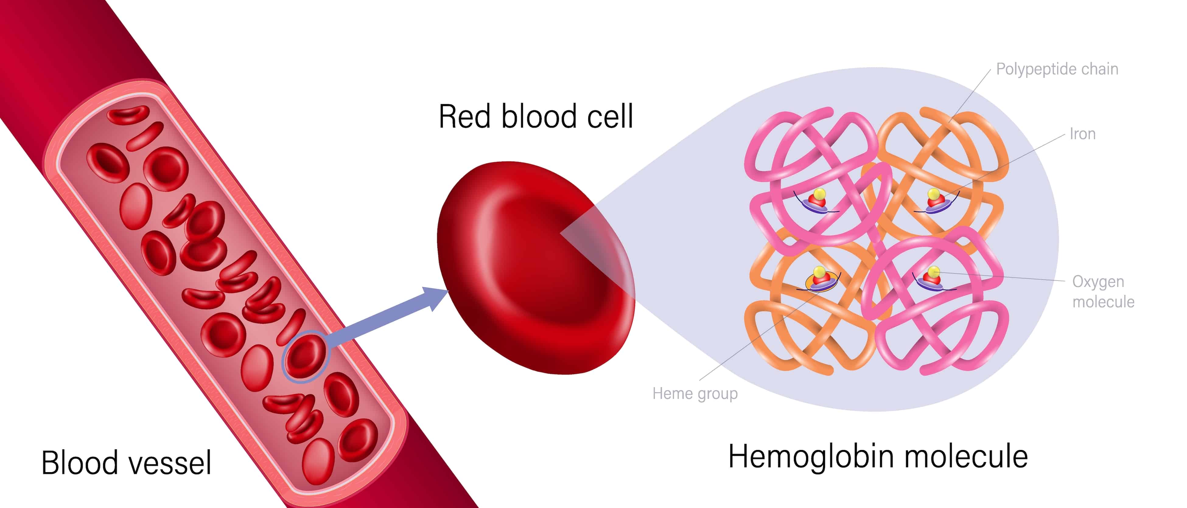 Featured image for “S-Ferritin – Kontroll av järndipåer”