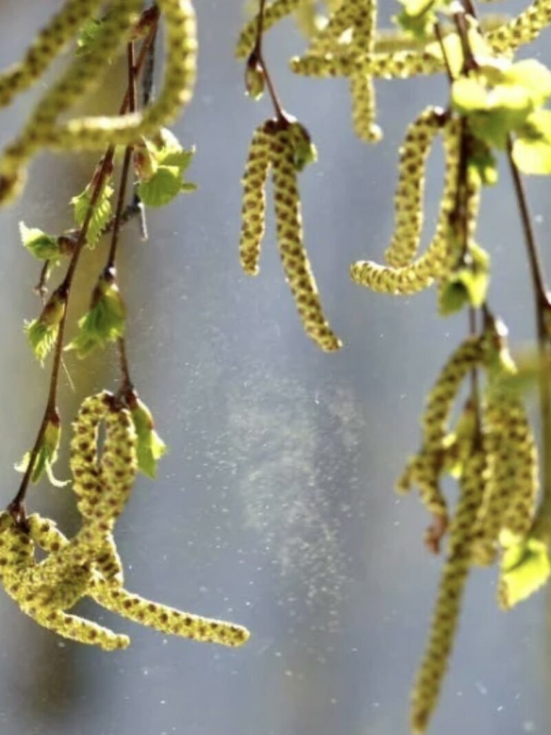 Björkpollen