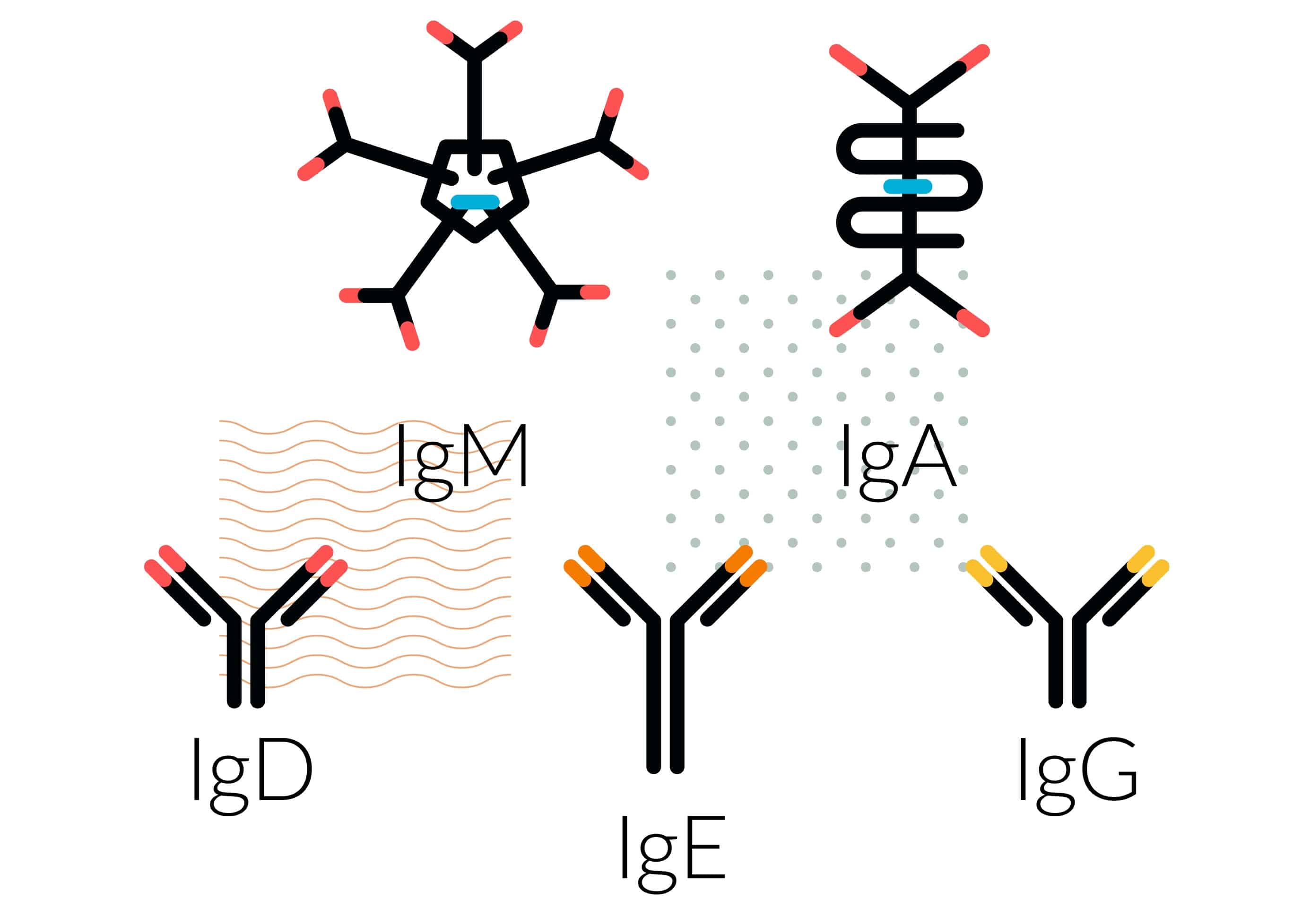 Featured image for “Immunglobuliner”