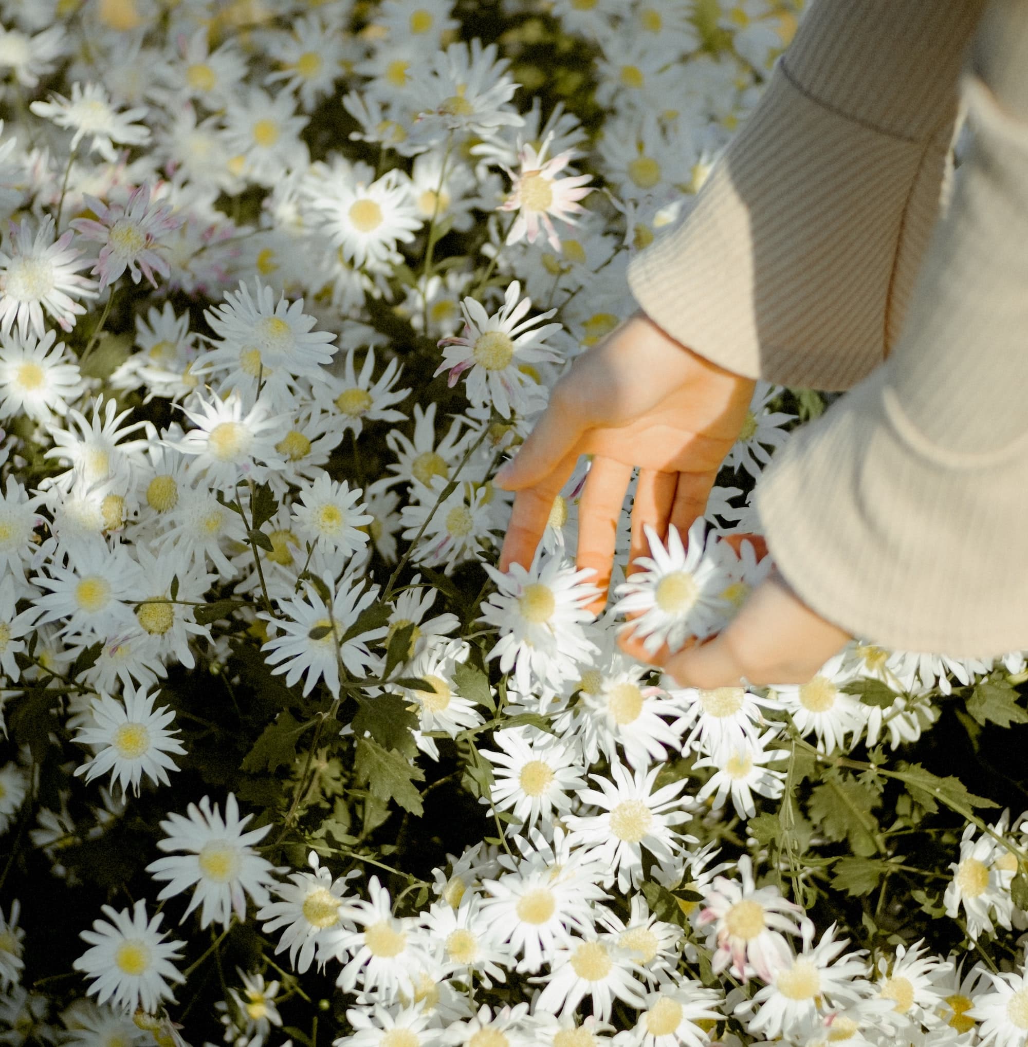 Featured image for “Feminea Fertilitet Kvinna Dynamisk”
