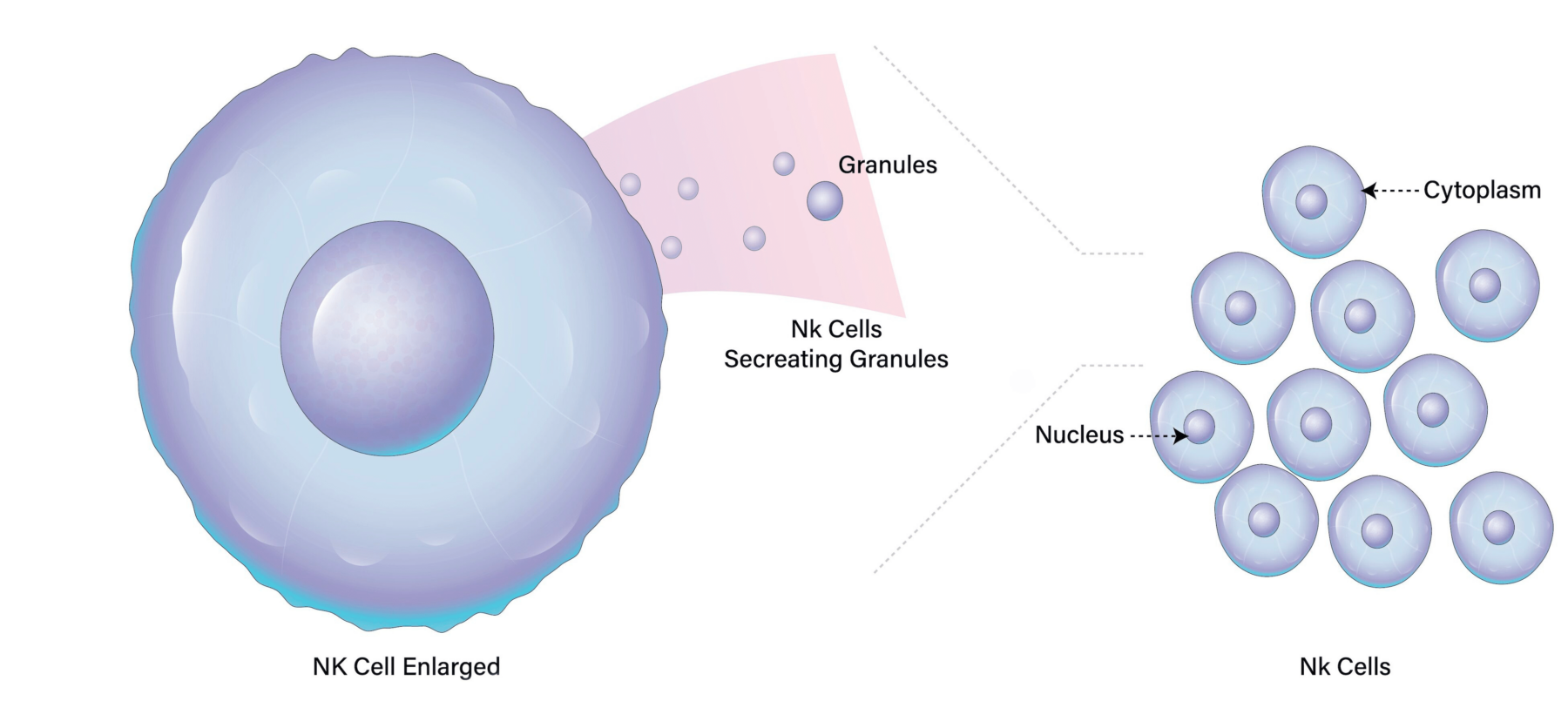 Featured image for “Hyperaktivt immunförsvar och fertilitet”