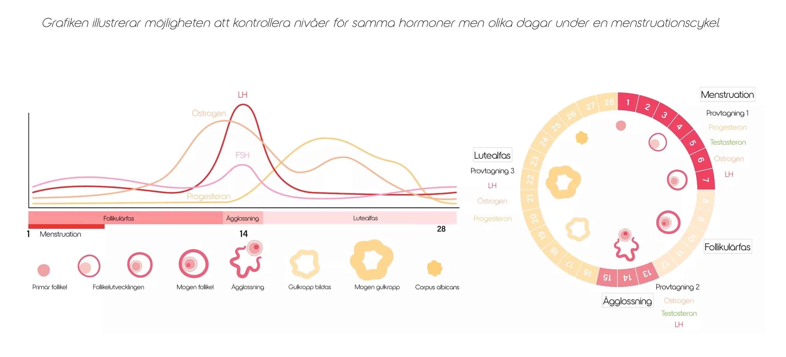 Featured image for “Kan jag ta ett hormontest när som helst under min menstruationscykel?”
